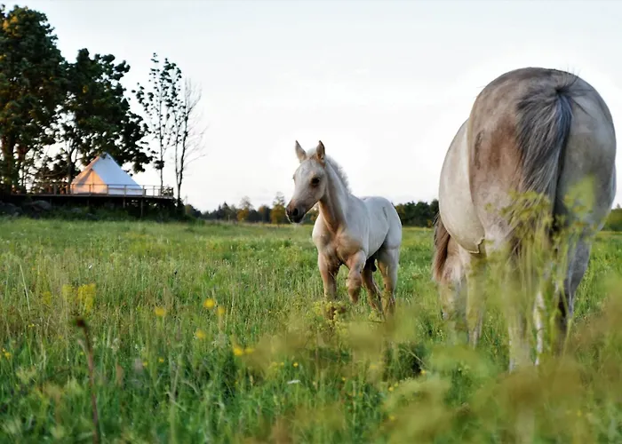 Οργανωμένο κάμπινγκ Glamping